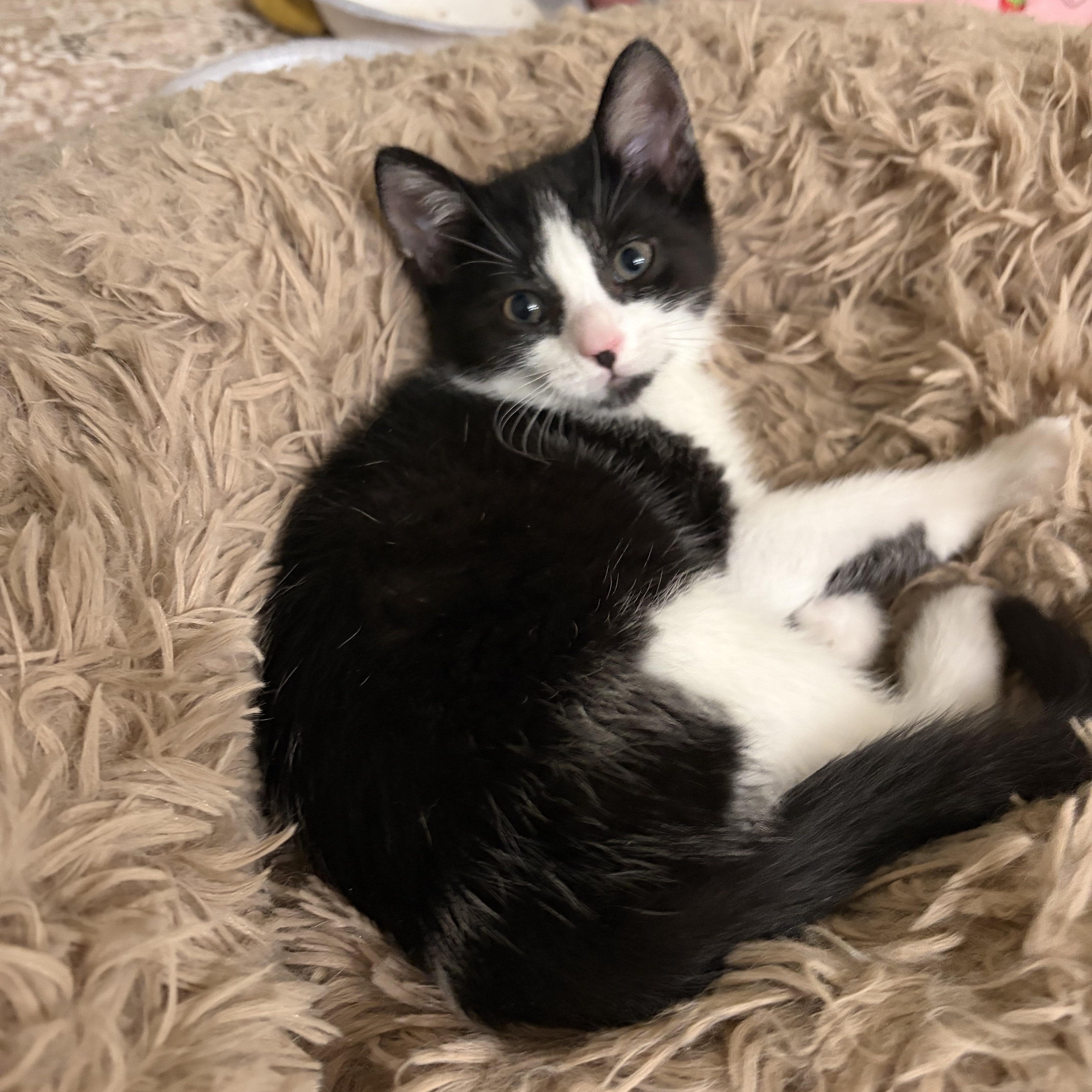 Dolly, adopted, Kitten Female Domestic Short Hair.