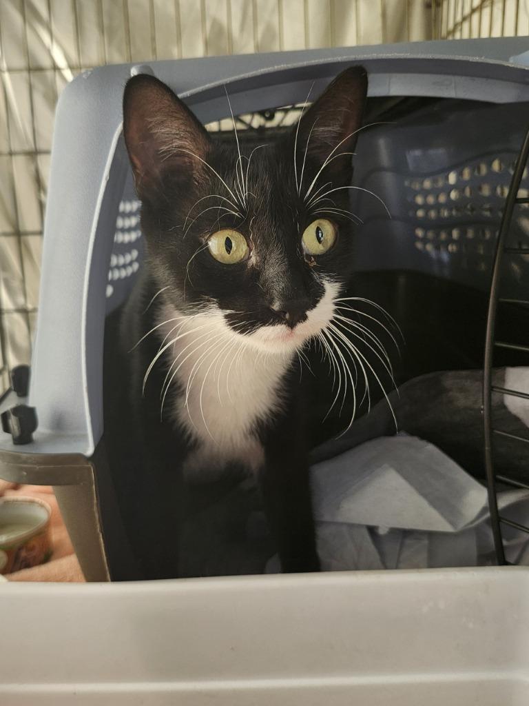 Enlarge Piper, a Adoptable Domestic Short Hair in Sayreville, NJ image 1/1