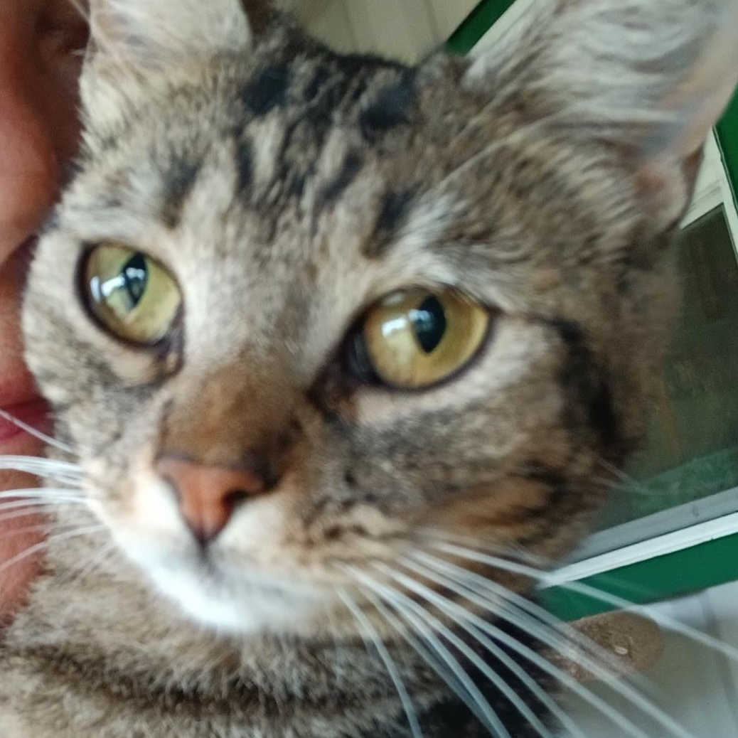 Squirrel, adopted, Adult Female Domestic Short Hair.
