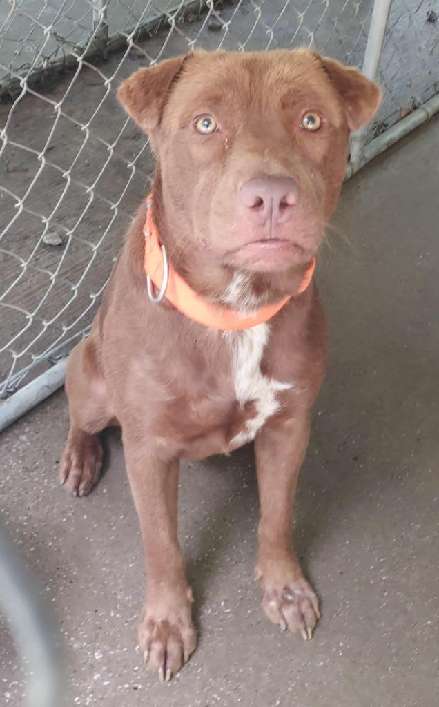 Enlarge Danny aka "Moose, a Adoptable mixed breed in Saint Clairsville, OH image 2/3