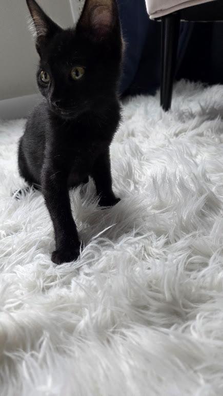 Beans