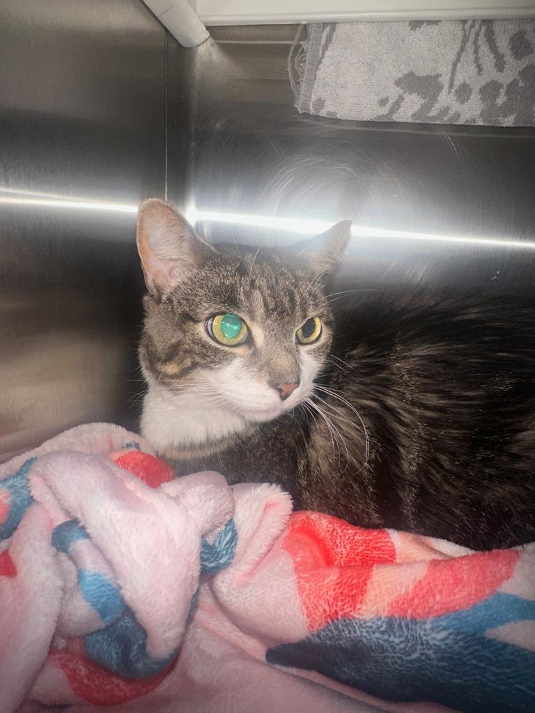 Nova, Adoptable, Adult Female Domestic Short Hair.