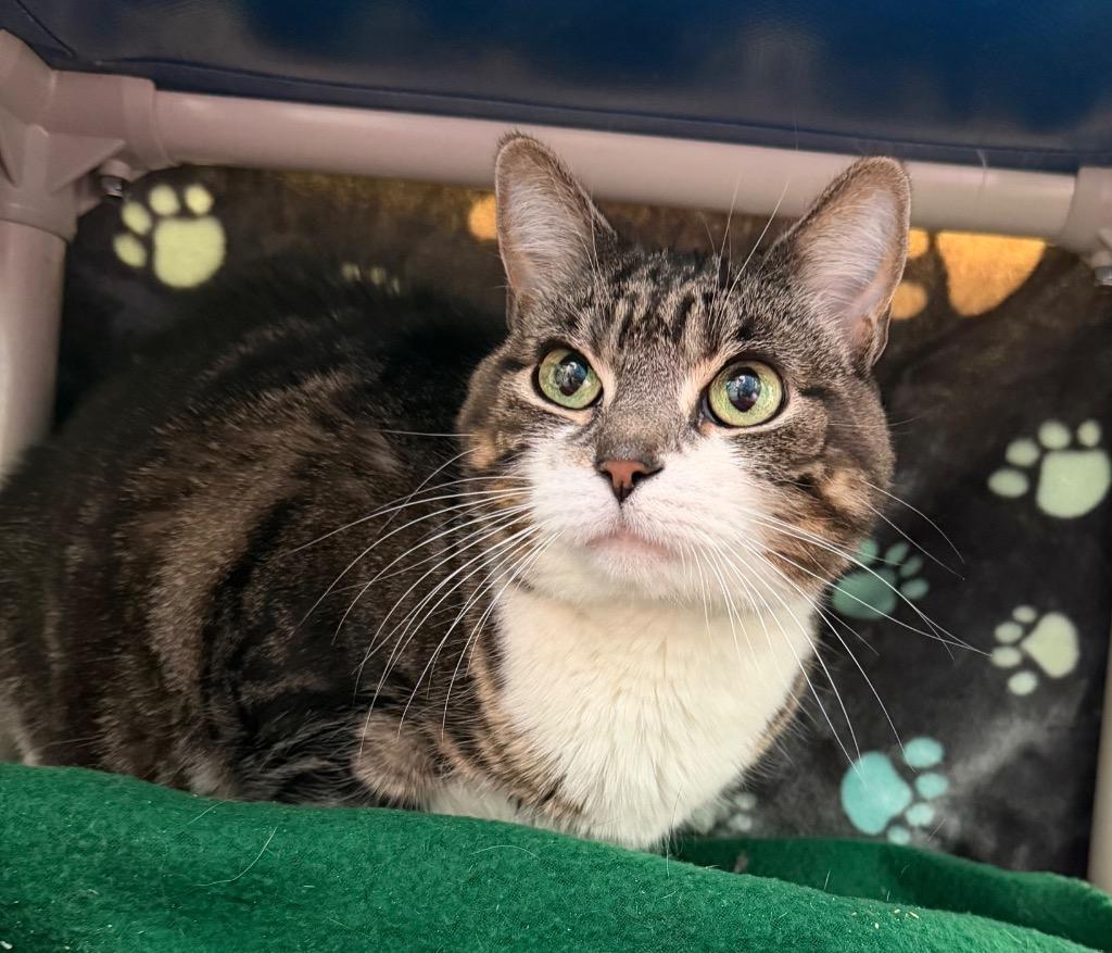 Nova, a Adoptable mixed breed in Hyde Park, NY image 2/3