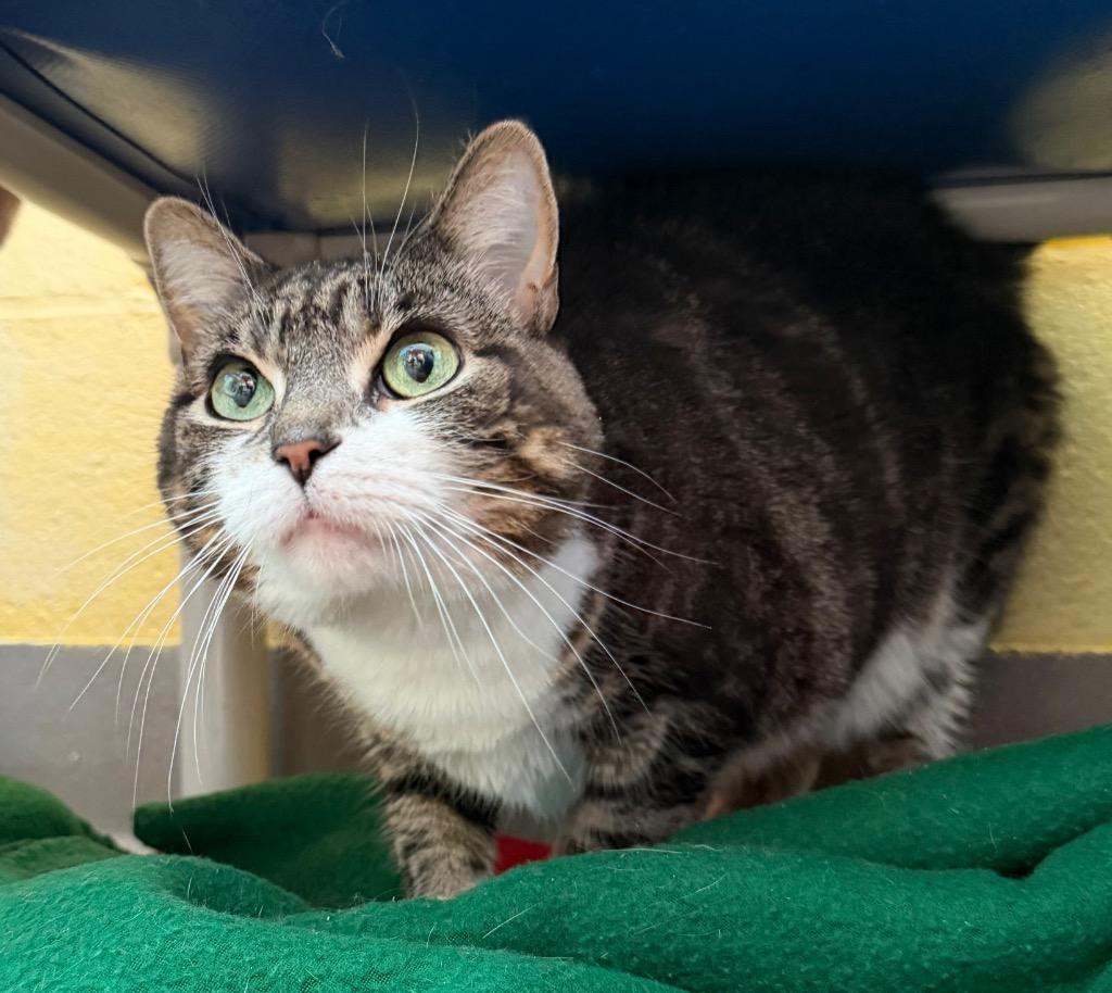 Nova, a Adoptable mixed breed in Hyde Park, NY image 3/3