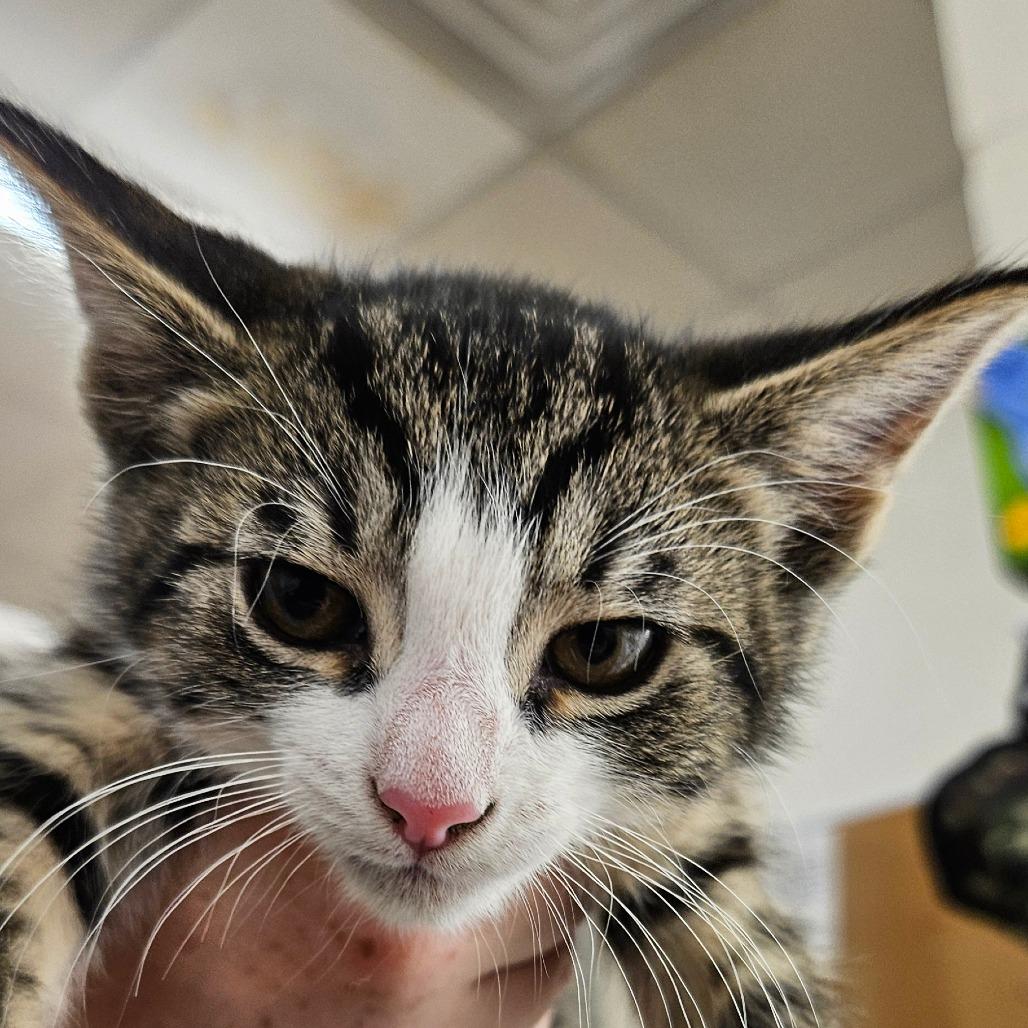 Sassy, a Adoptable Domestic Short Hair in Zanesville, OH image 1/2