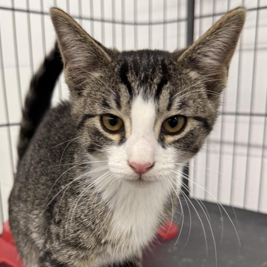 Sassy, a Adoptable Domestic Short Hair in Zanesville, OH image 2/2