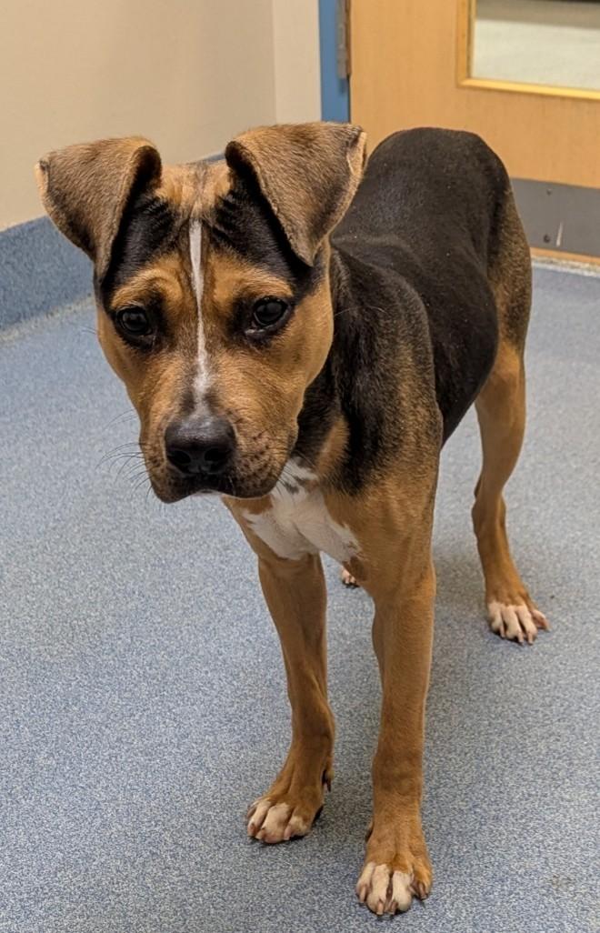 Taz, ADOPTABLE, Adult Male Pit Bull Terrier.