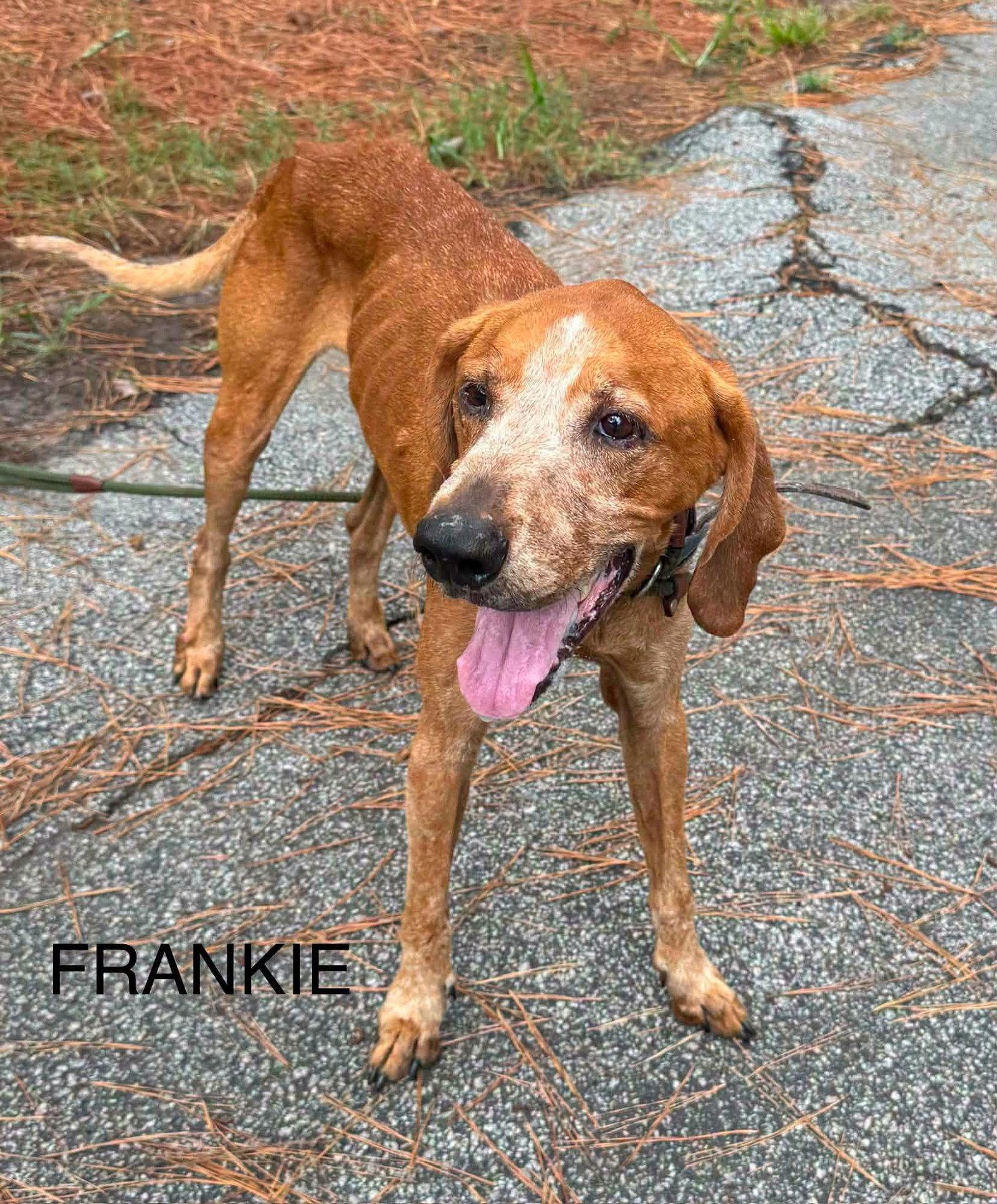 Enlarge Frankie, a Adoptable Hound in Shillington, PA image 1/1