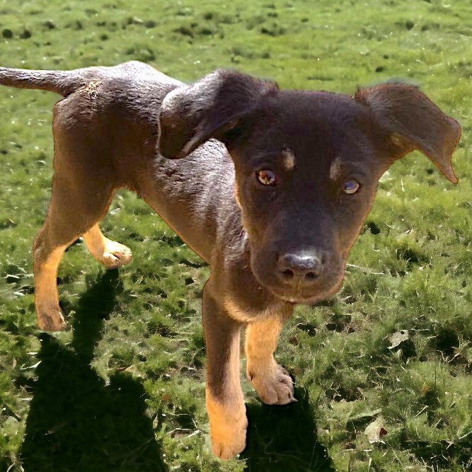 Dog for adoption Bentley, an Australian Kelpie Mix in Encinitas, CA