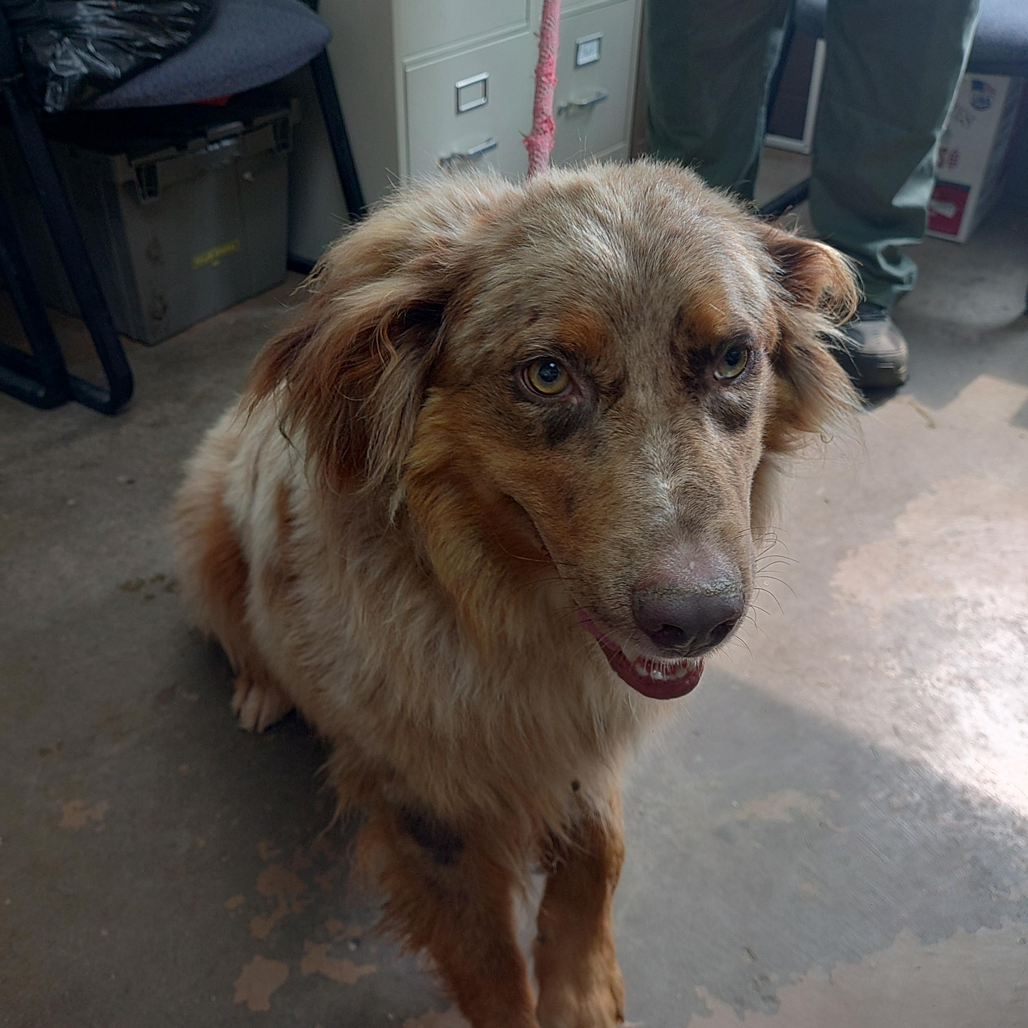 26-070, an adopted mixed breed in Carrollton, OH image 1/3