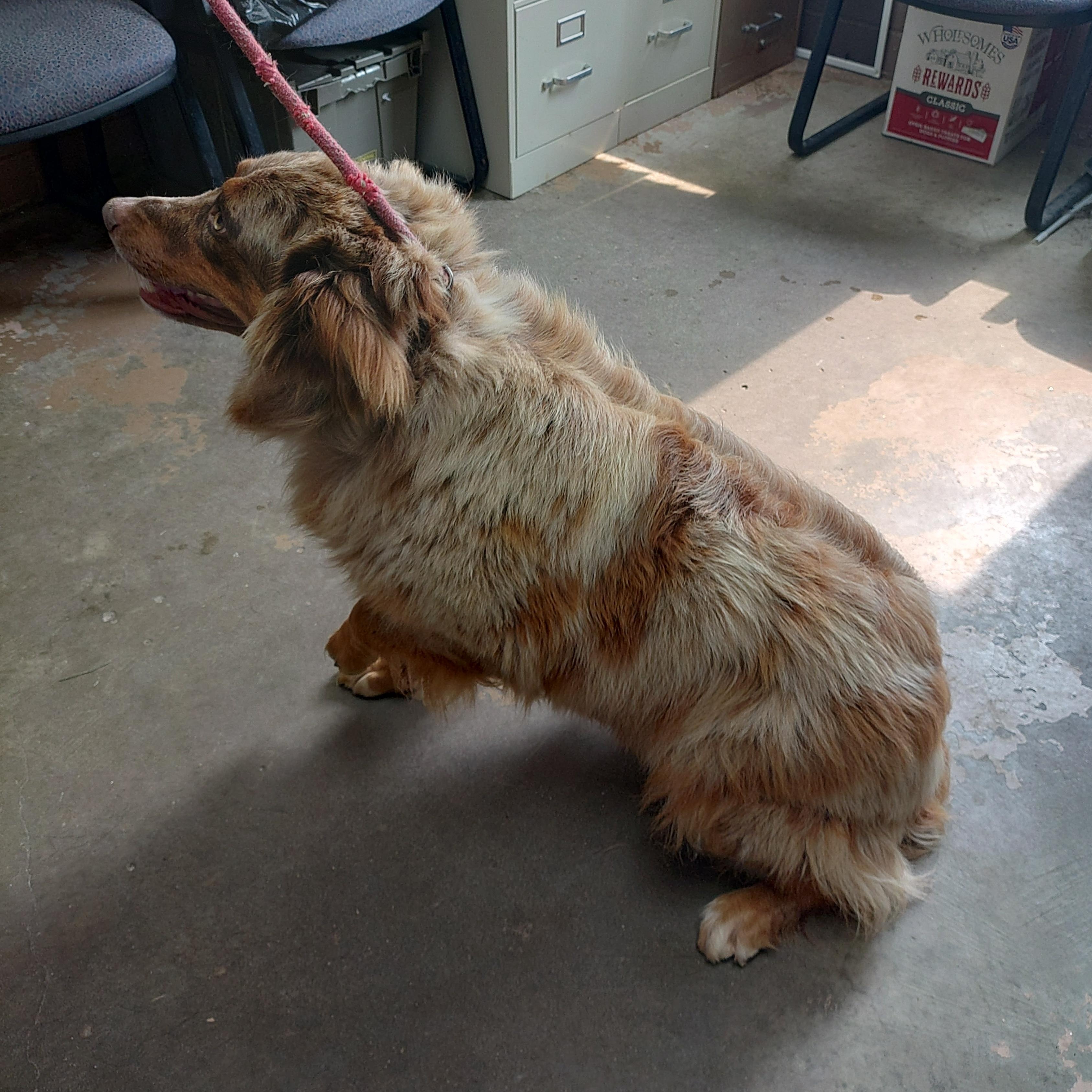 26-070, an adopted mixed breed in Carrollton, OH image 3/3