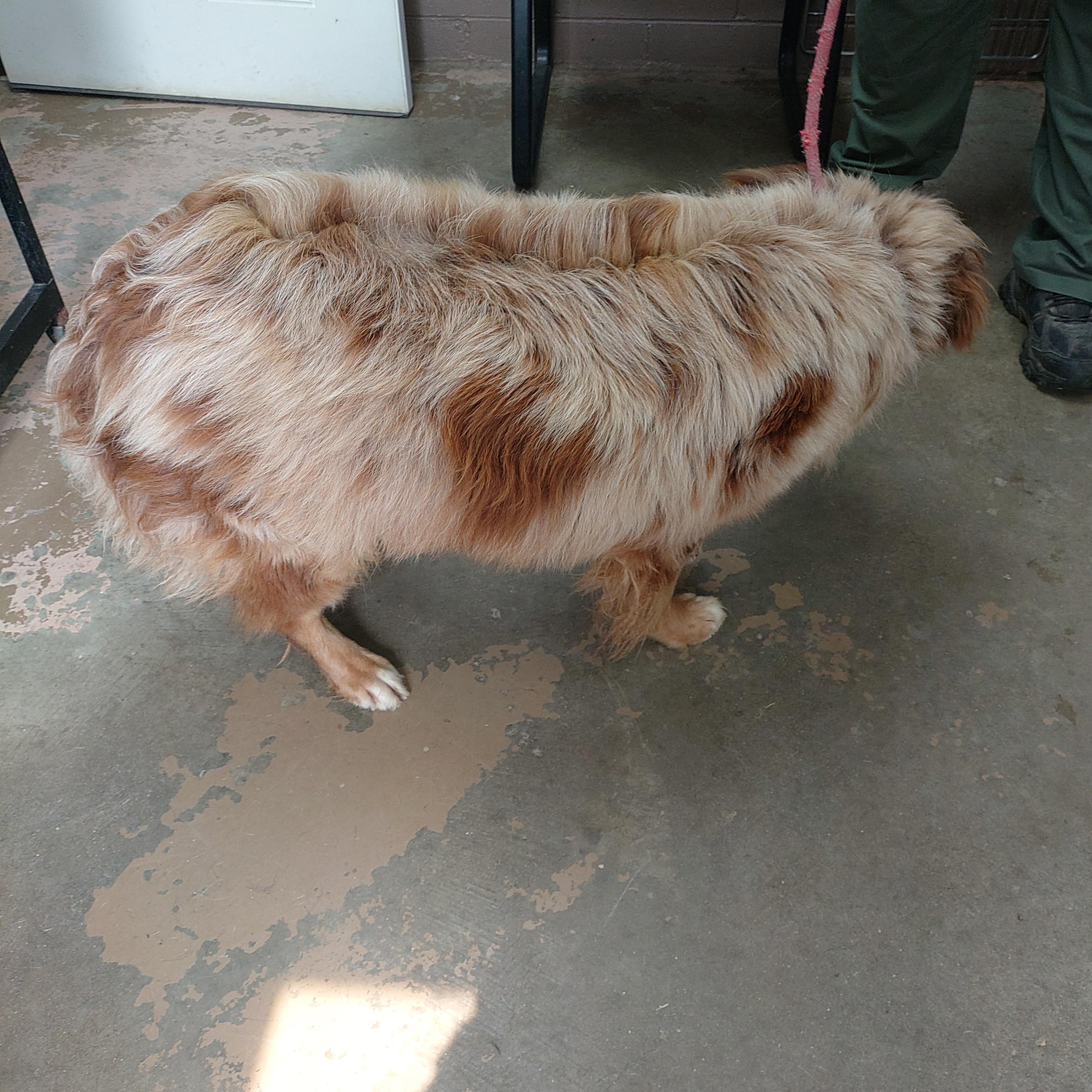 26-070, an adopted mixed breed in Carrollton, OH image 2/3