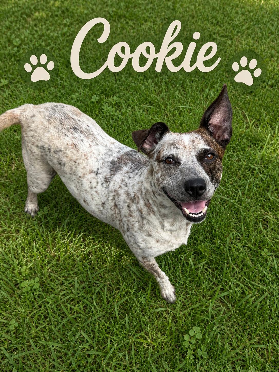 Cookie, ADOPTABLE, Adult Female Cattle Dog.