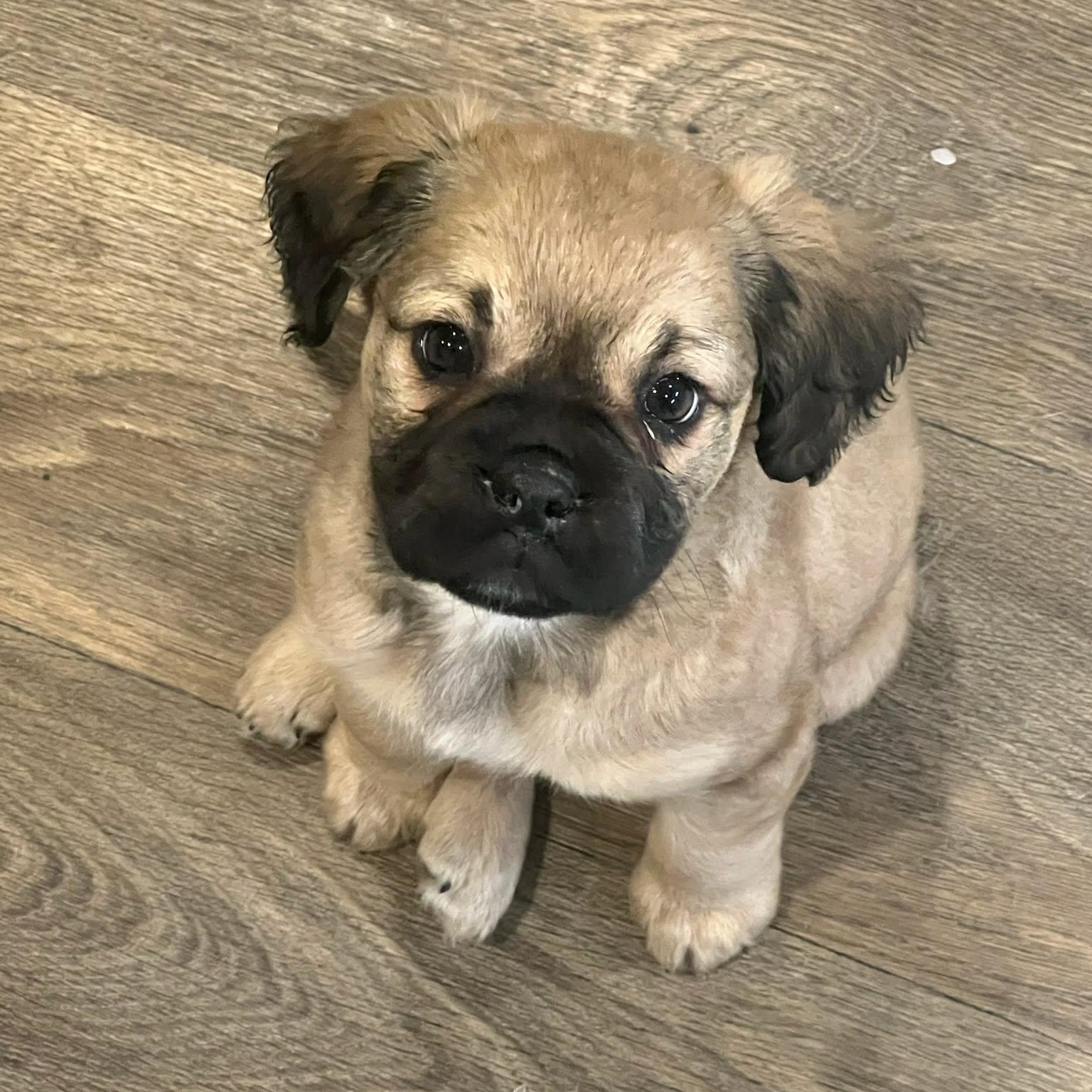 Kismet, adopted, Puppy Female English Bulldog.