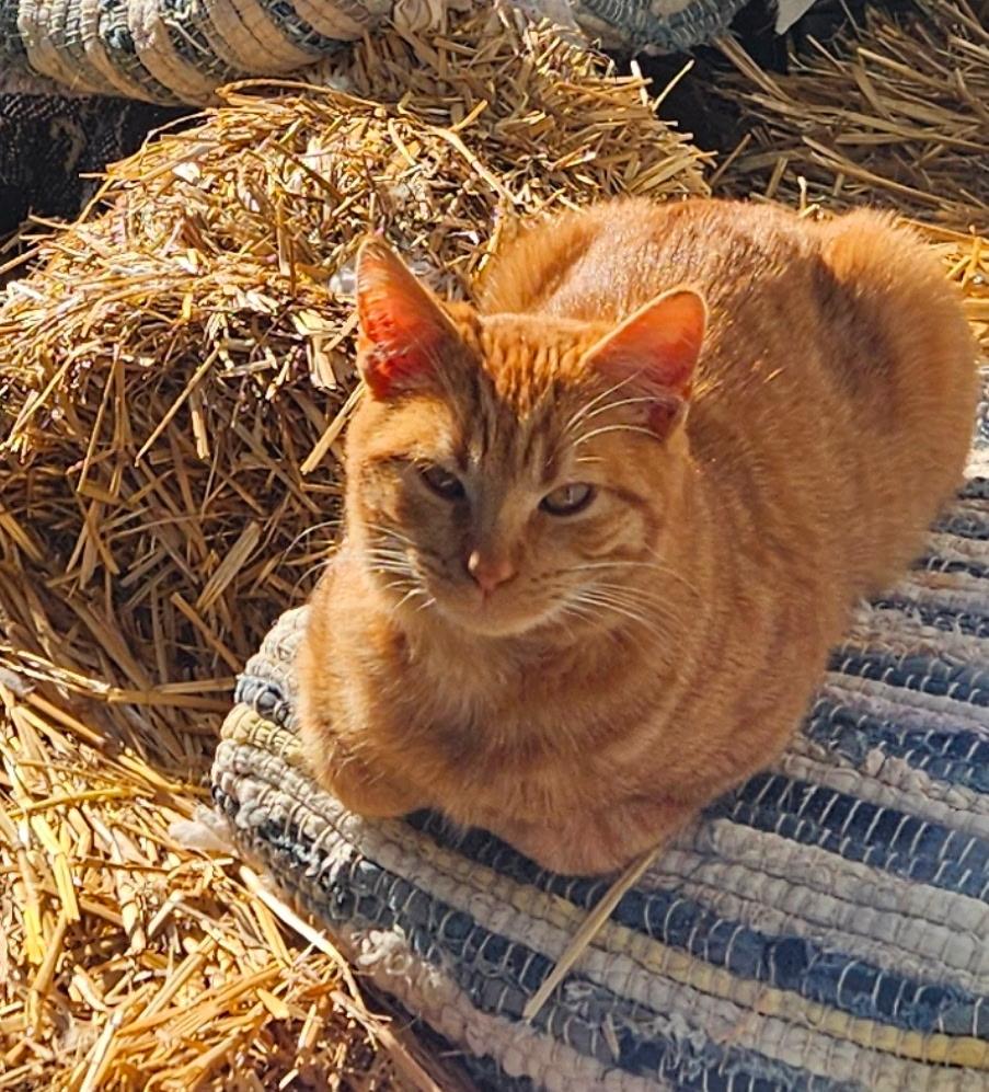 Enlarge Ralphie, a ADOPTABLE Tabby in Copley, OH image 2/2