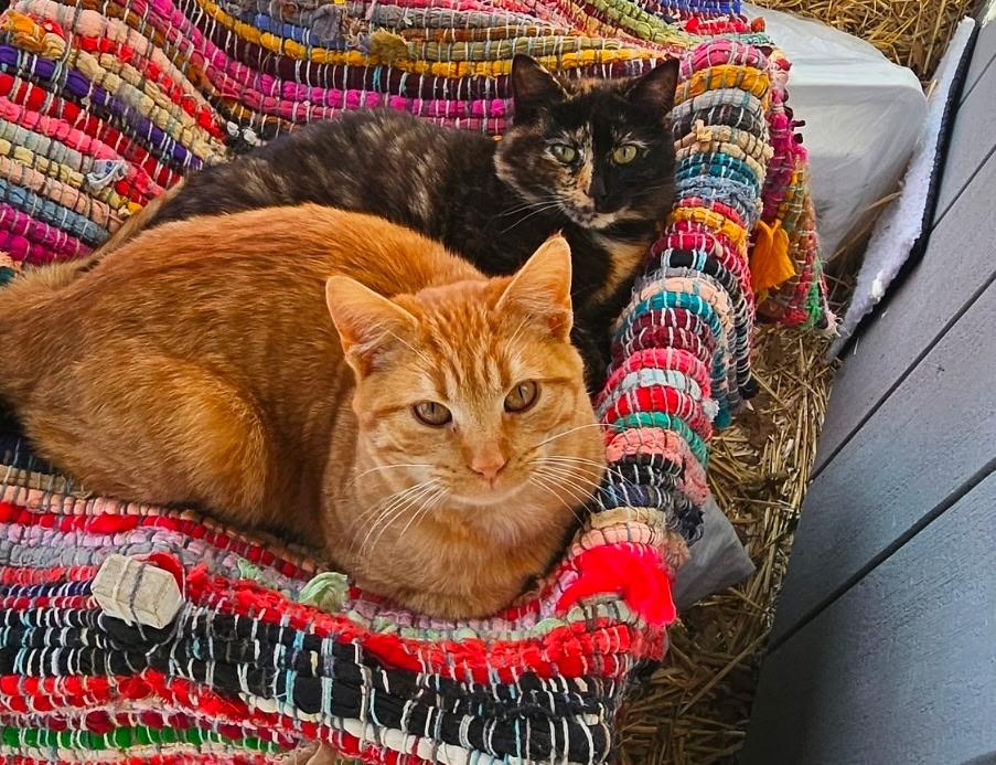 Enlarge Ralphie, a ADOPTABLE Tabby in Copley, OH image 1/2