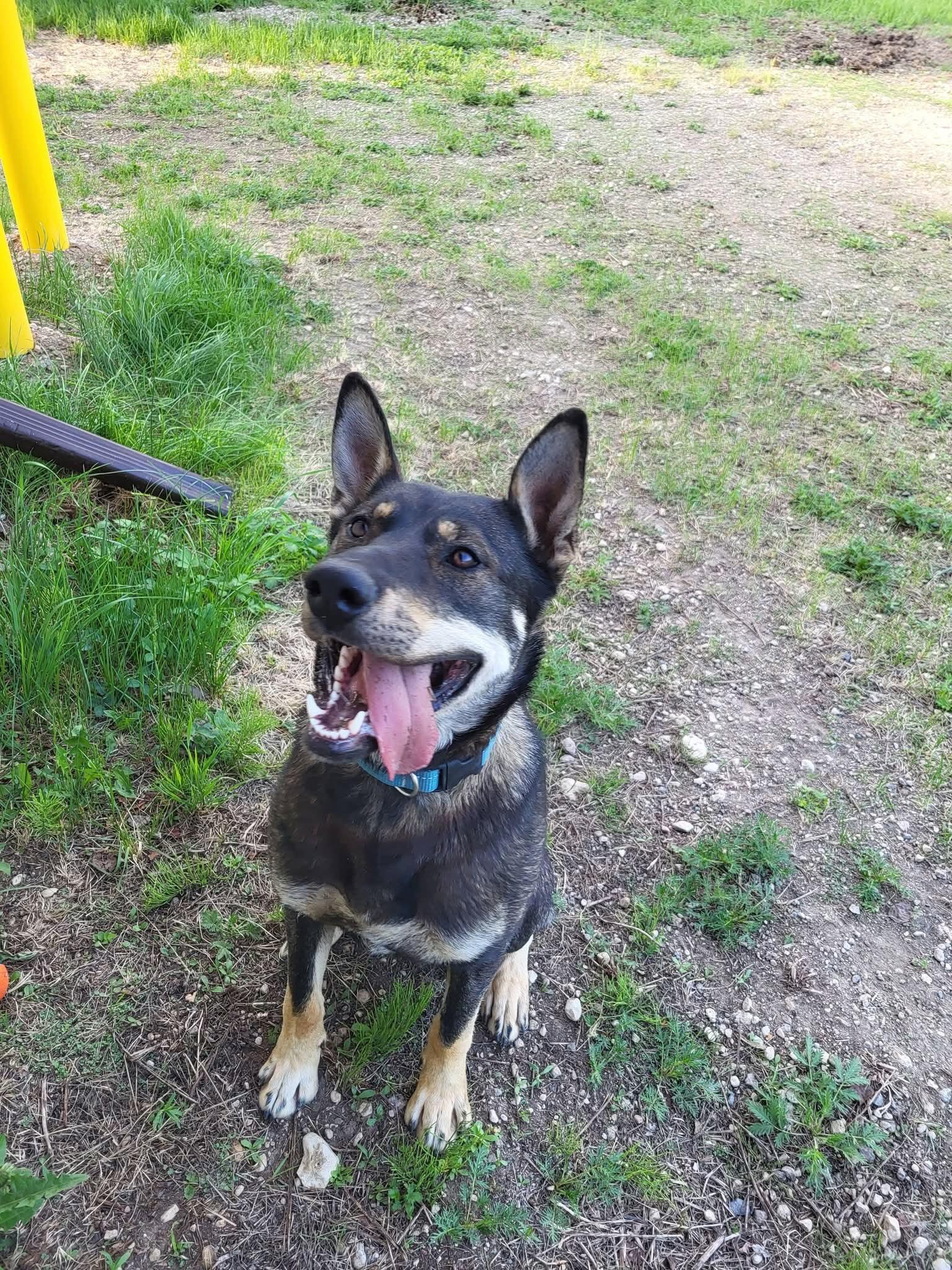 Ranger, ADOPTABLE, Young Male German Shepherd Dog & Husky.
