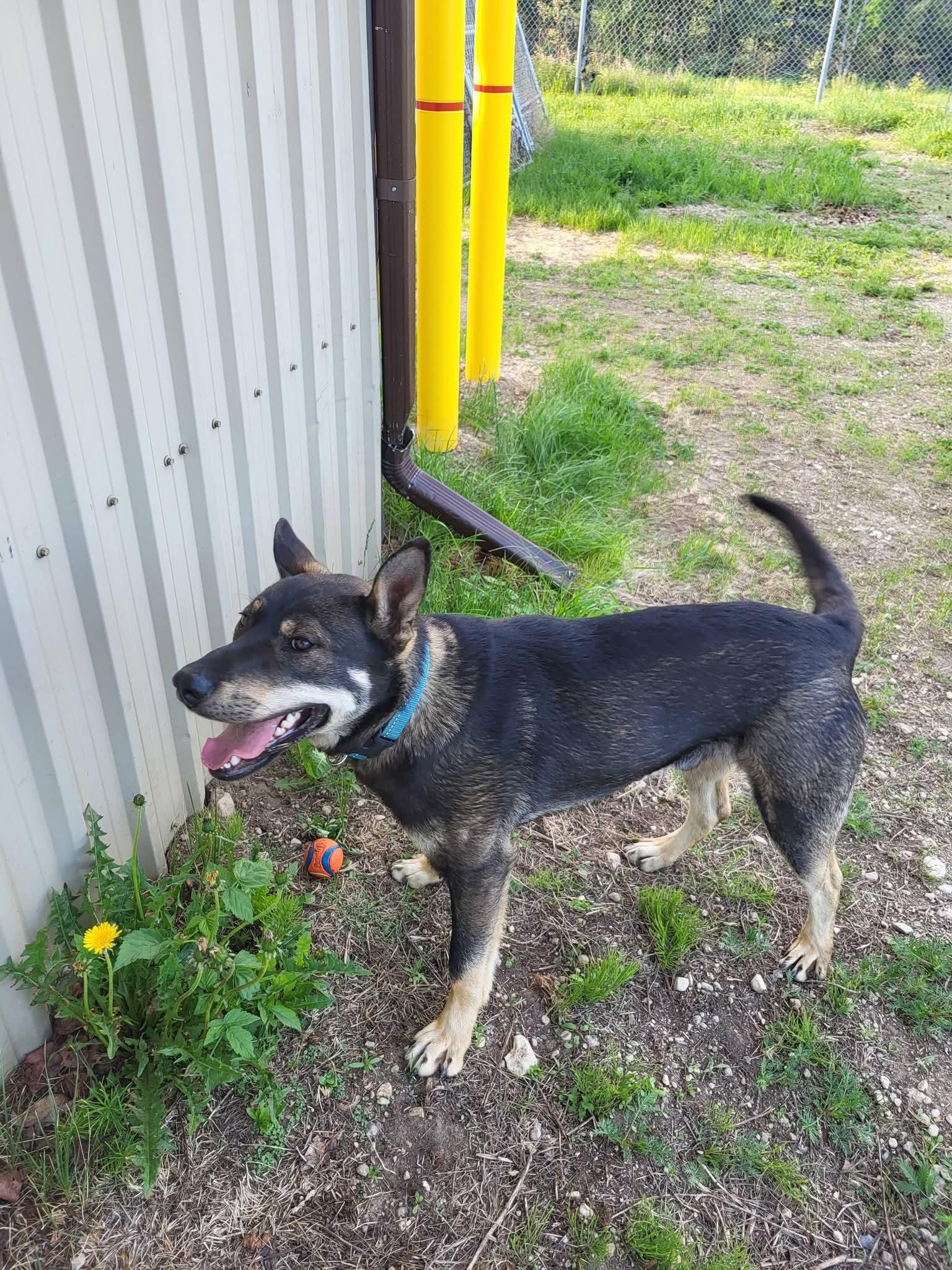 Ranger, a ADOPTABLE mixed breed in Fort Smith, NT image 2/2