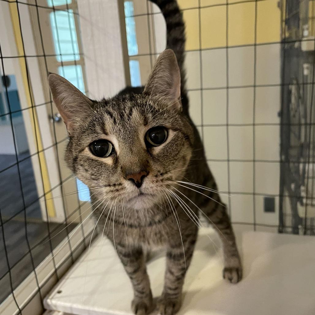 Tippy, a Adoptable Domestic Short Hair in Carencro, LA image 1/3