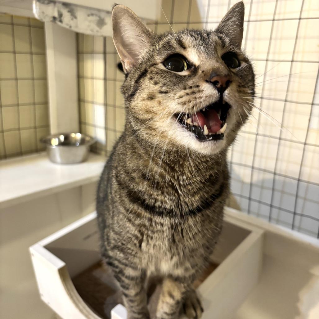 Tippy, a Adoptable Domestic Short Hair in Carencro, LA image 2/3