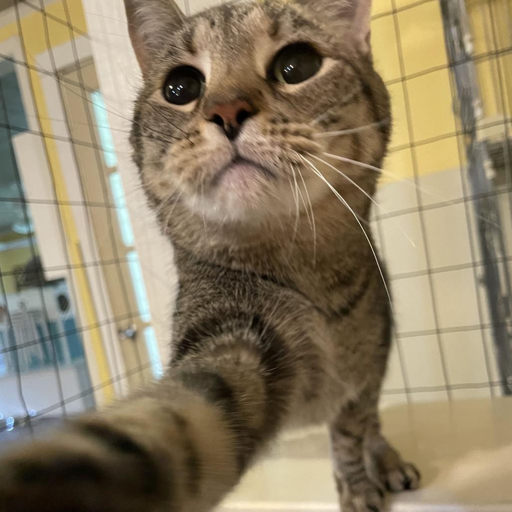 Tippy, a Adoptable Domestic Short Hair in Carencro, LA image 3/3