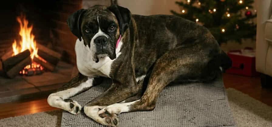 Willow, Adopted, Adult Female Boxer.