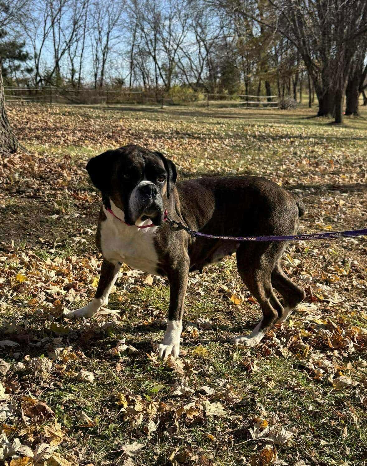 Willow, a Adopted Boxer in Owatonna, MN image 2/3