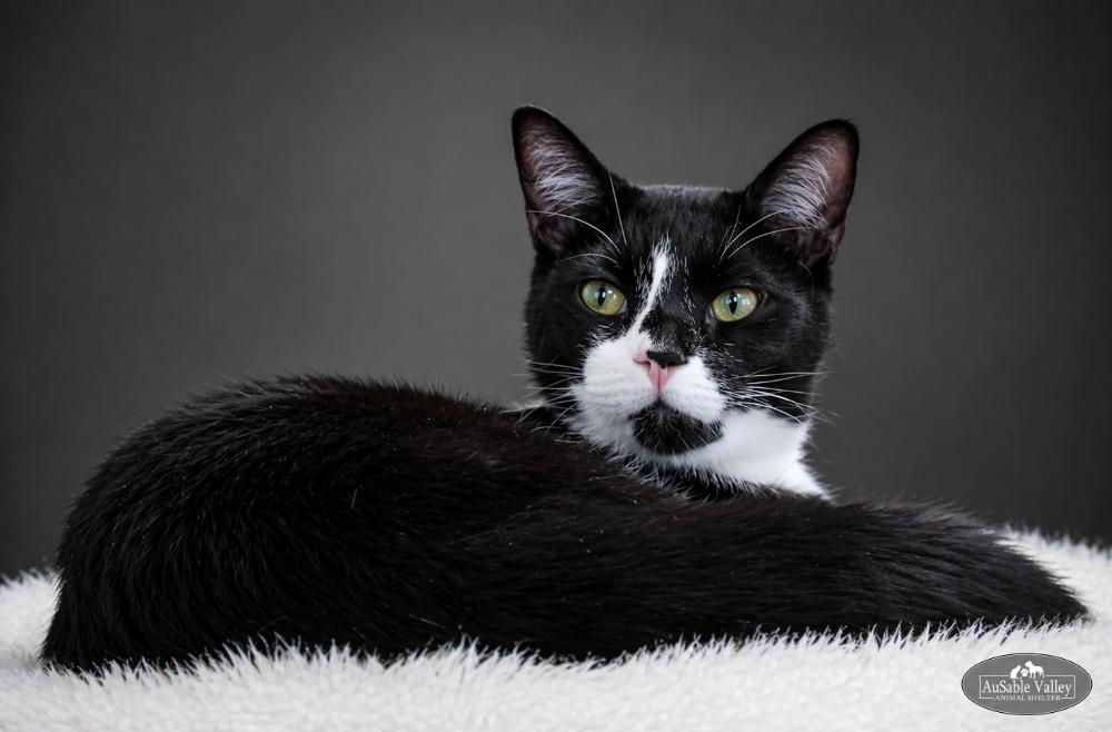 Enlarge Truffle, a ADOPTABLE Domestic Short Hair in Grayling, MI image 6/6
