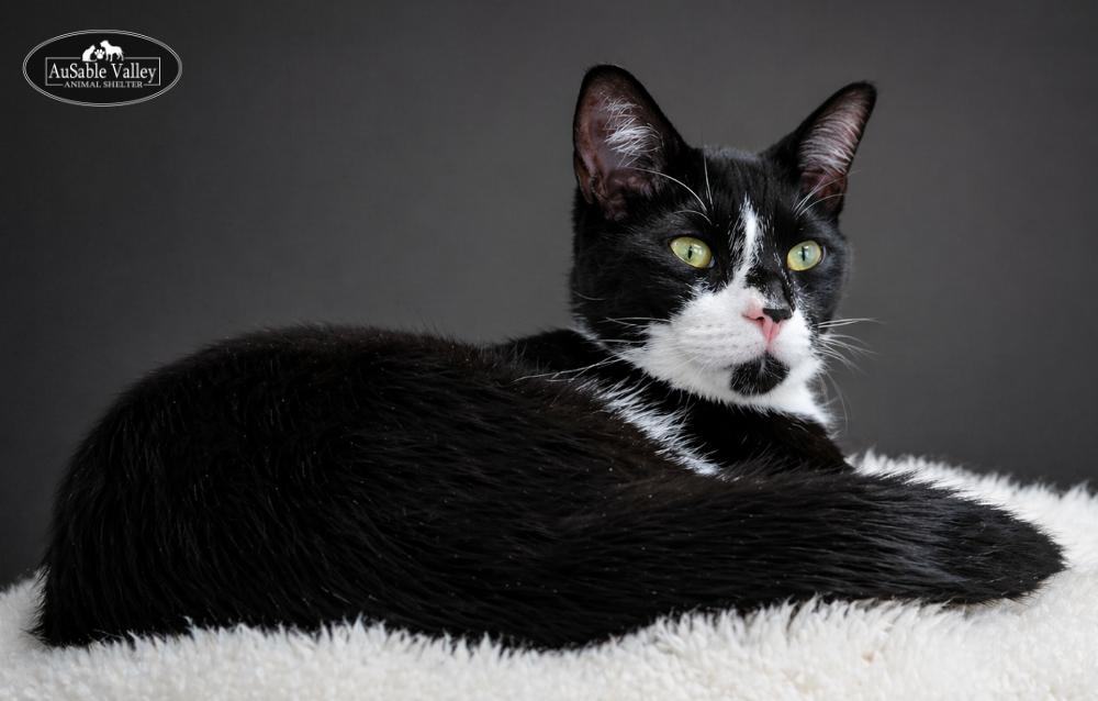 Enlarge Truffle, a ADOPTABLE Domestic Short Hair in Grayling, MI image 2/6