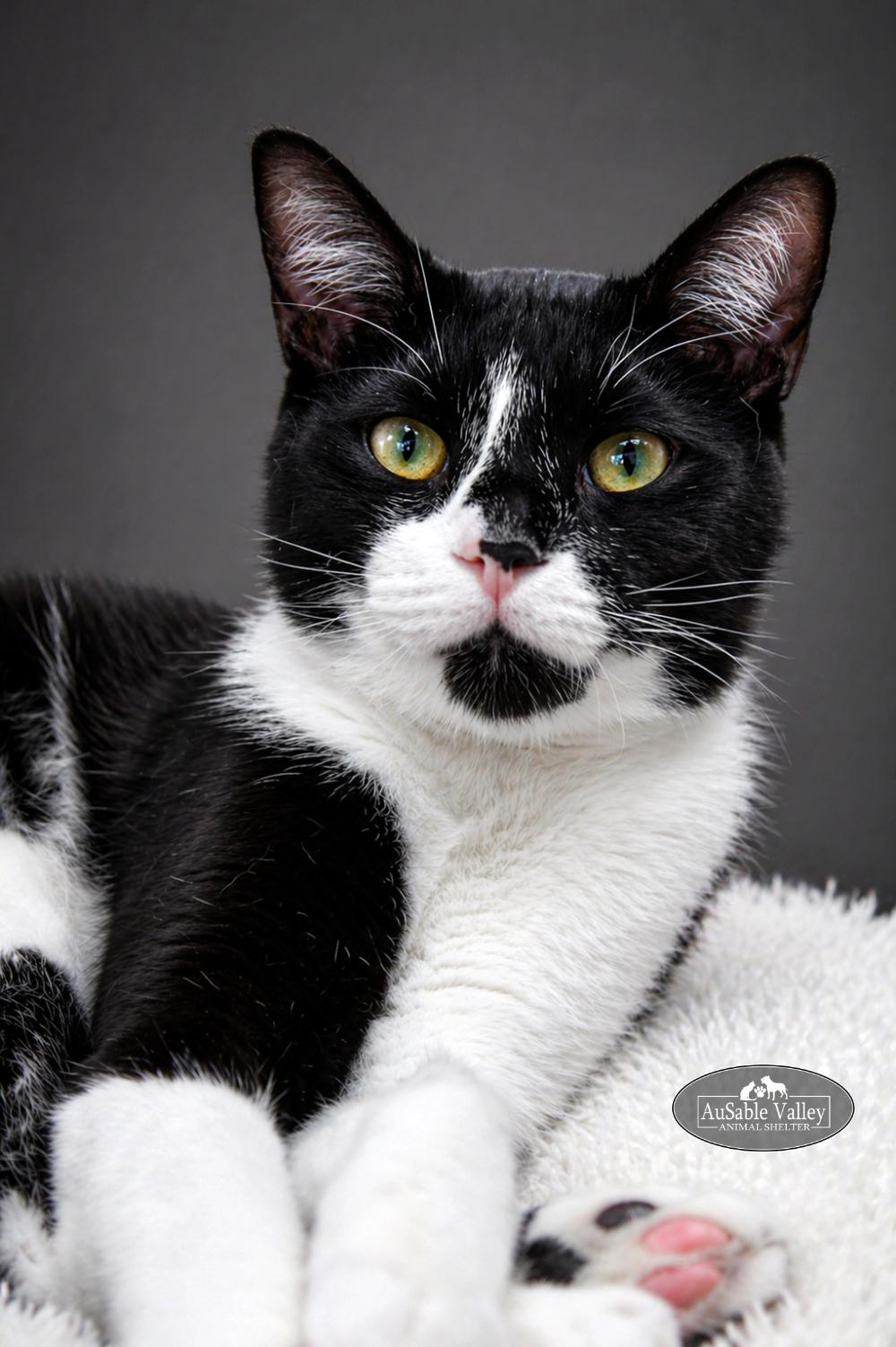 Enlarge Truffle, a ADOPTABLE Domestic Short Hair in Grayling, MI image 5/6