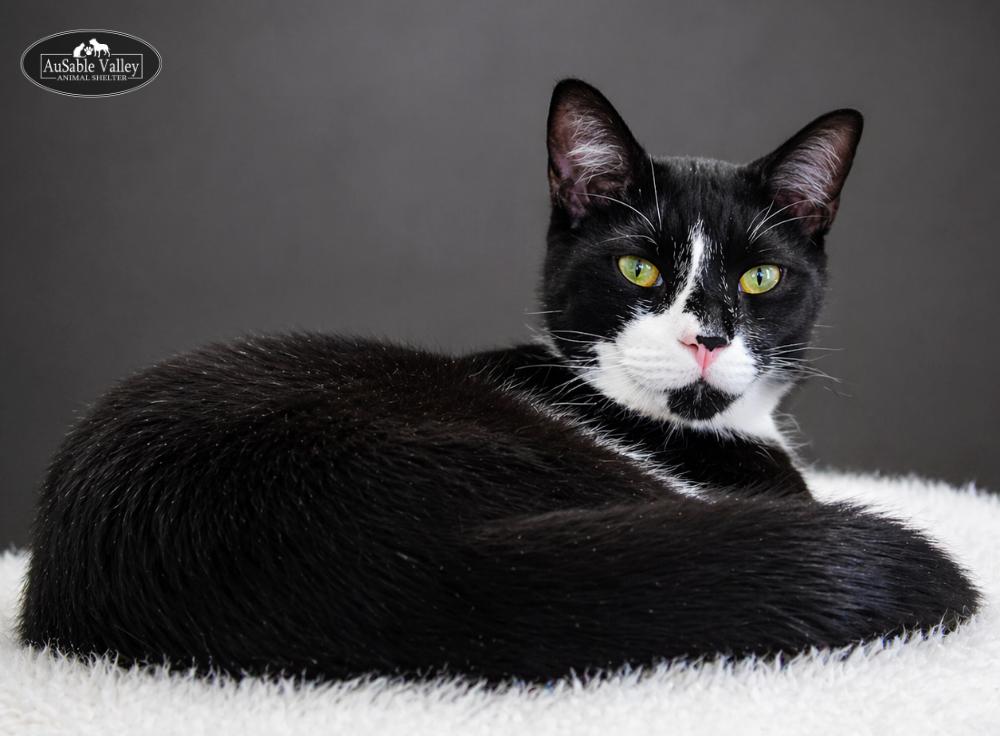 Enlarge Truffle, a ADOPTABLE Domestic Short Hair in Grayling, MI image 3/6