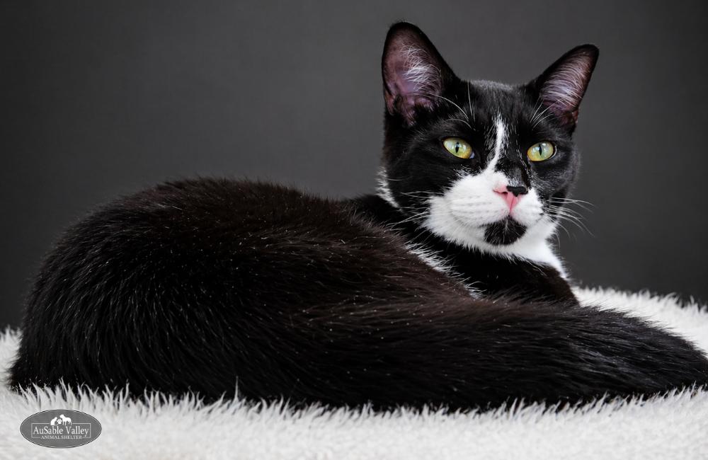 Enlarge Truffle, a ADOPTABLE Domestic Short Hair in Grayling, MI image 1/6