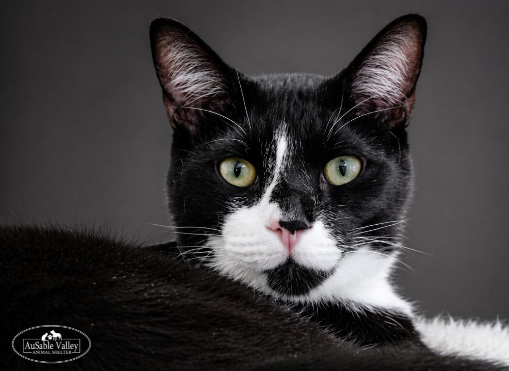 Enlarge Truffle, a ADOPTABLE Domestic Short Hair in Grayling, MI image 4/6
