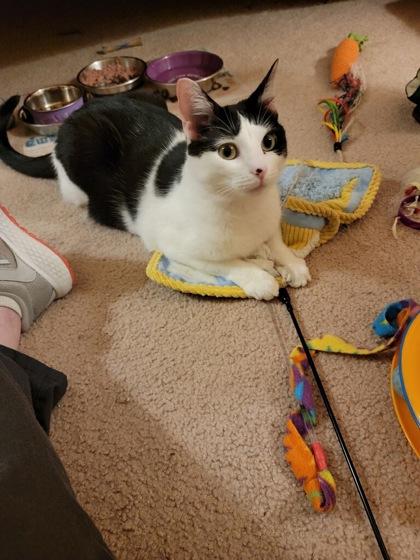 Enlarge Rosie, a Adoptable Domestic Short Hair in Romeoville, IL image 1/3