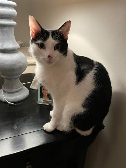 Rosie, Adoptable, Young Female Domestic Short Hair & Domestic Short Hair.