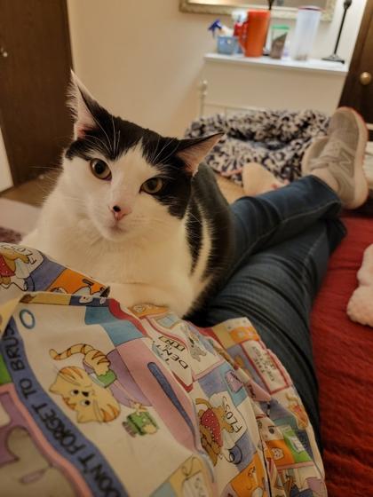 Enlarge Rosie, a Adoptable Domestic Short Hair in Romeoville, IL image 3/3