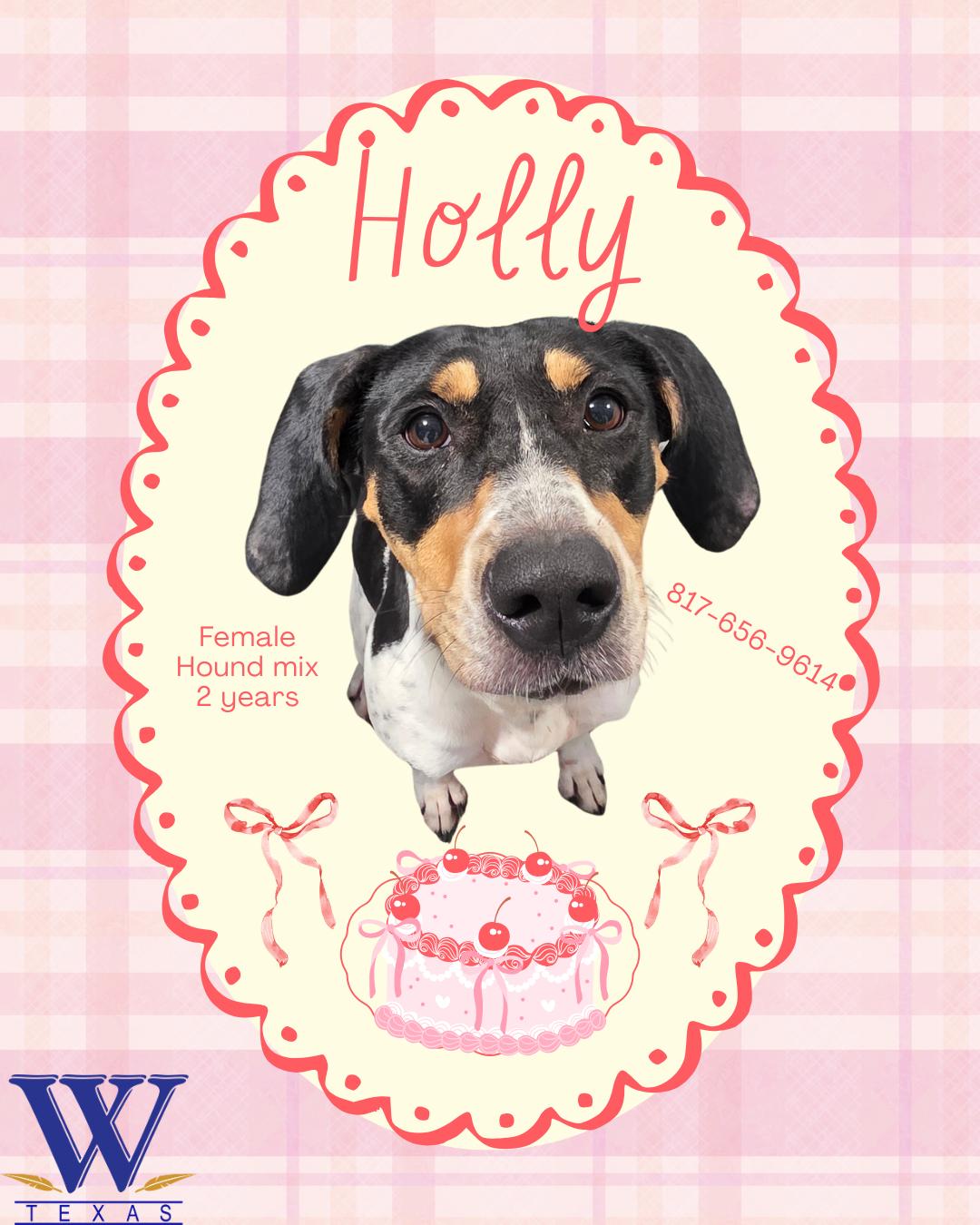 Enlarge Holly, an adopted Coonhound in Watauga, TX image 1/1