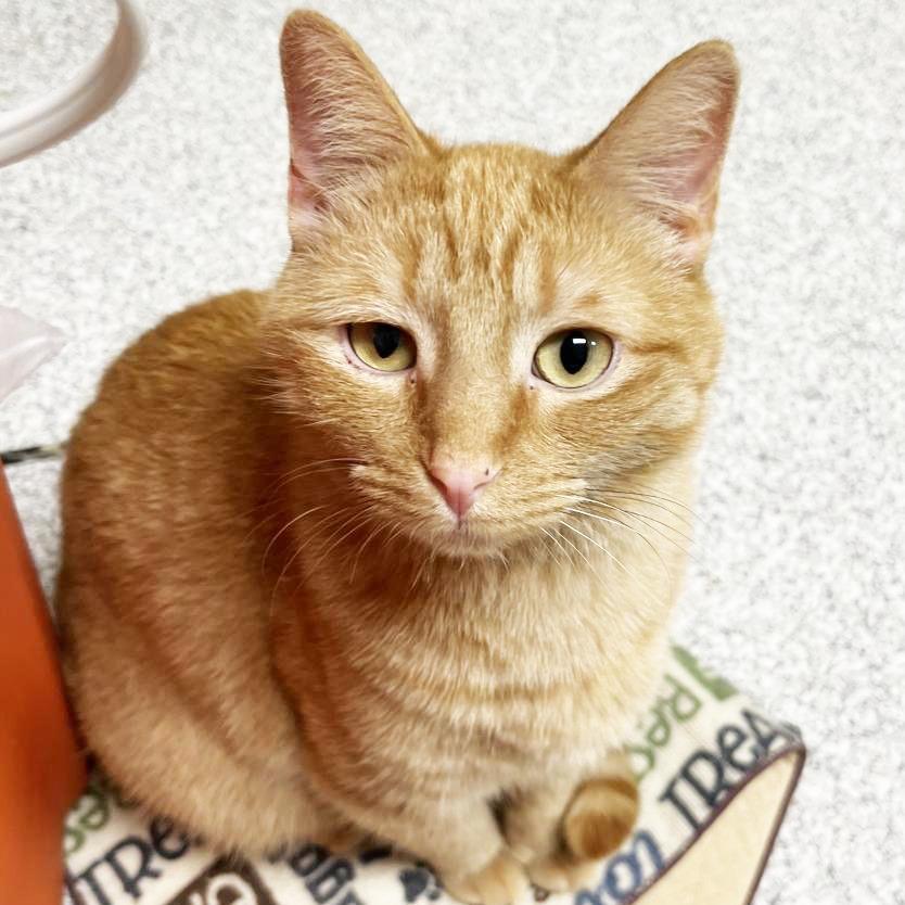 Fable, Adoptable, Adult Male Domestic Short Hair.