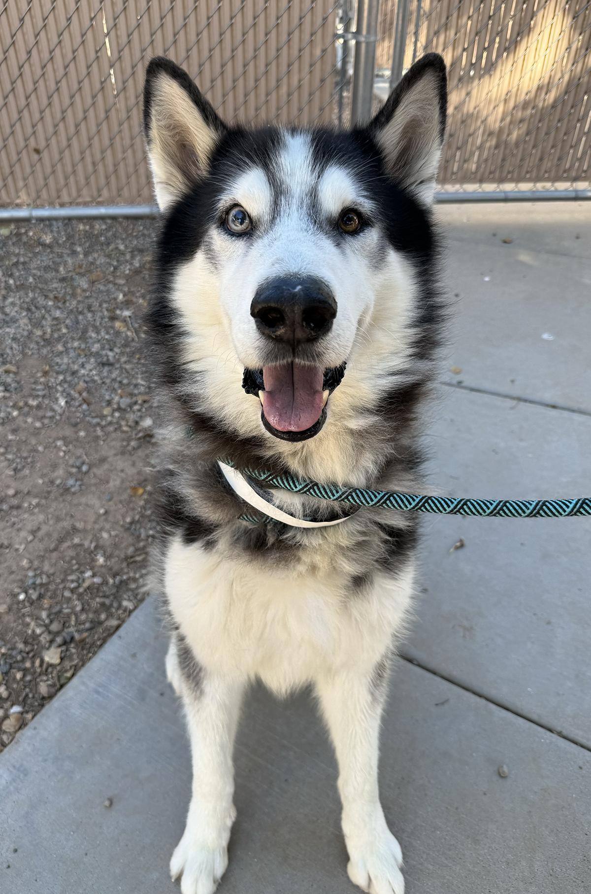 Wesson, a Adoptable Siberian Husky in Scottsdale, AZ image 1/4