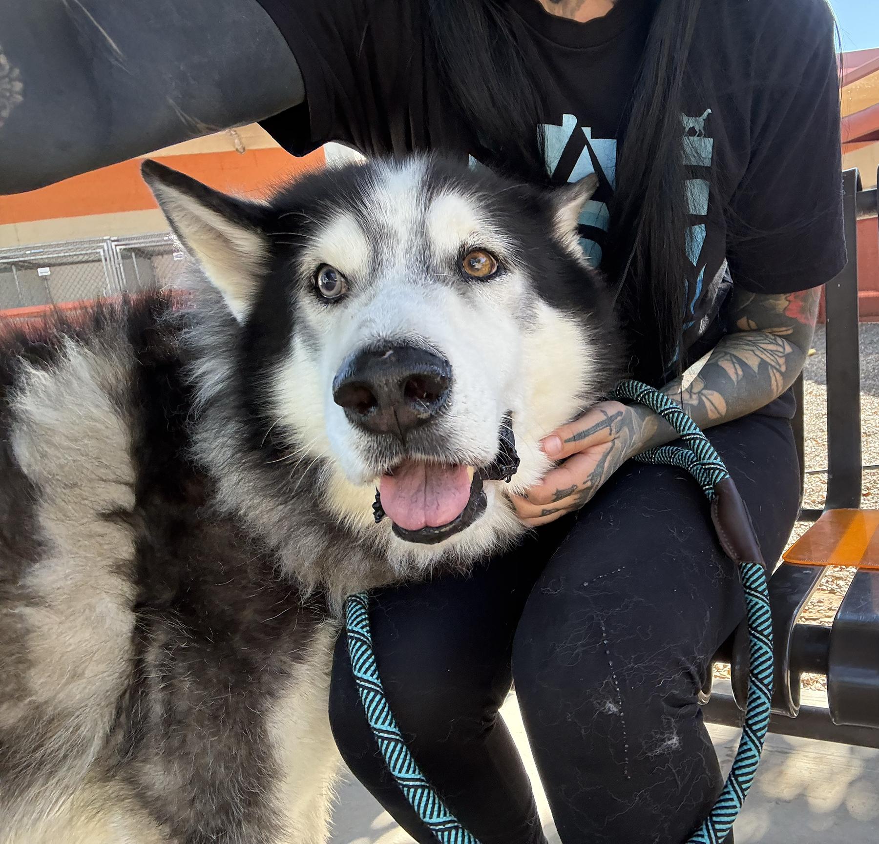 Wesson, a Adoptable Siberian Husky in Scottsdale, AZ image 3/4