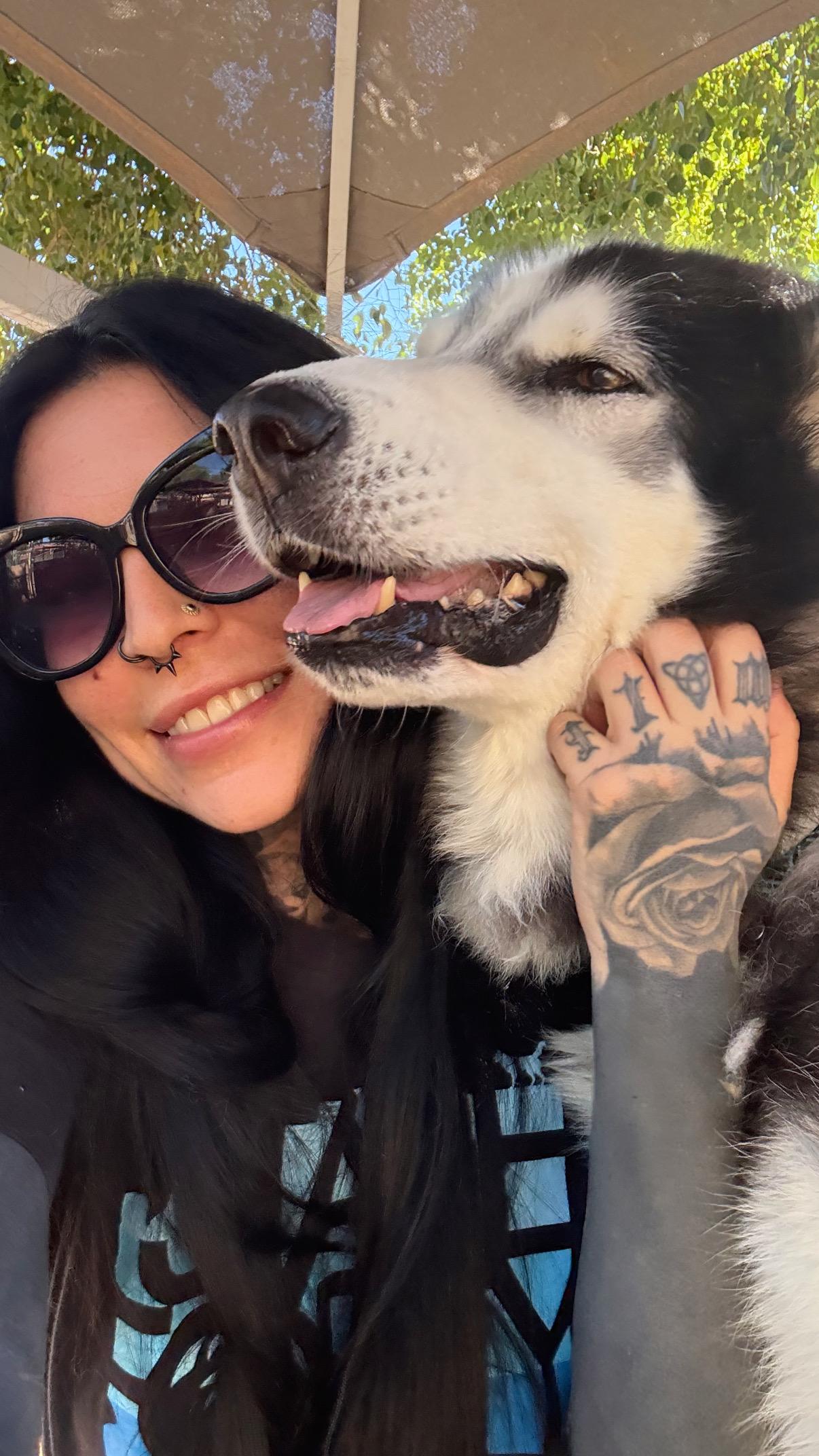 Wesson, a Adoptable Siberian Husky in Scottsdale, AZ image 4/4