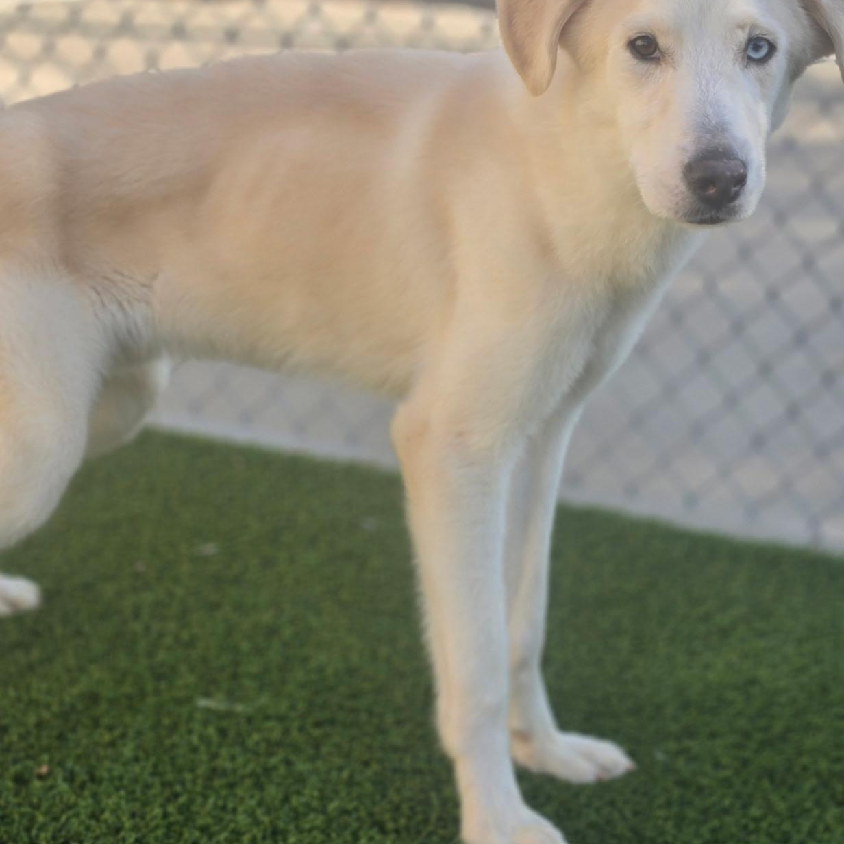 Enlarge Vanilla, a Adoptable mixed breed in Allen, TX image 2/3