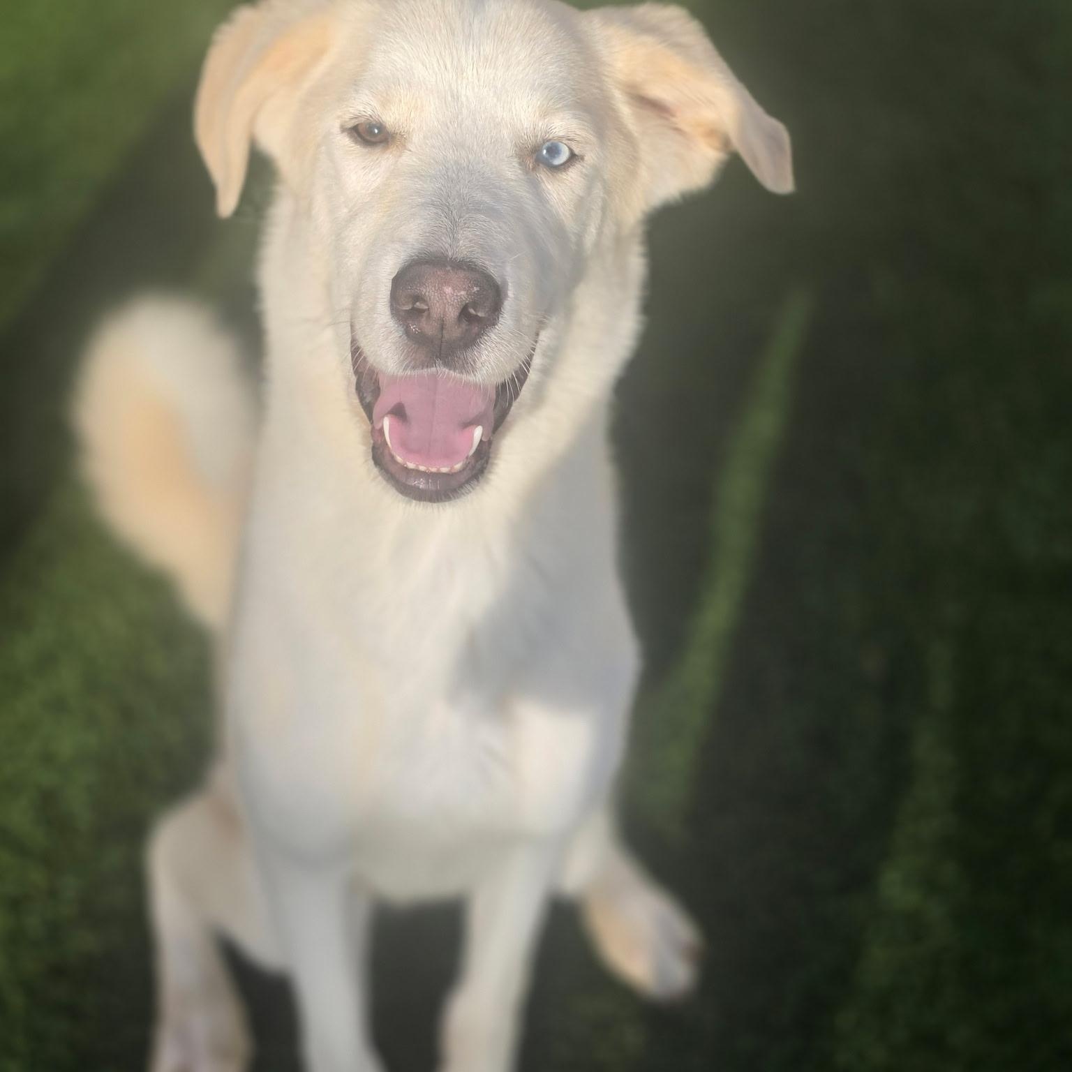 Vanilla, Adoptable, Adult Male Husky.