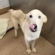 Vanilla, Adoptable, Adult Male Husky.