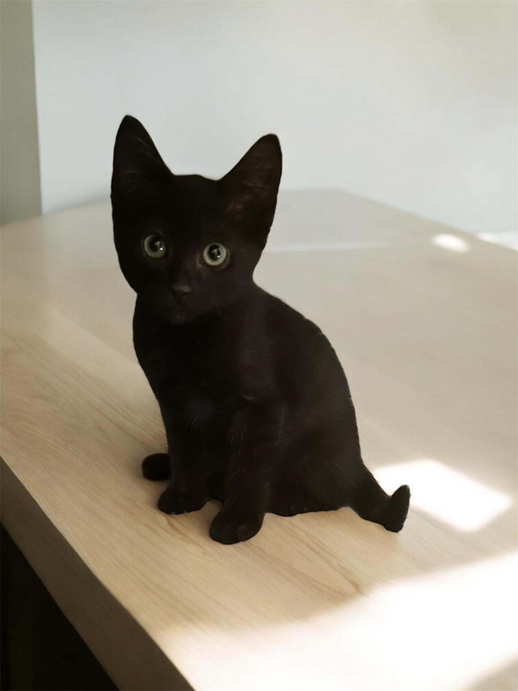 Alex Ducas, Baby Male Domestic Short Hair