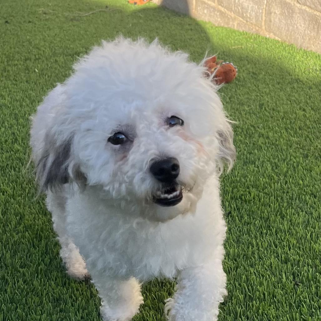Levi (2), Adoptable, Adult Male Poodle & Mixed Breed.