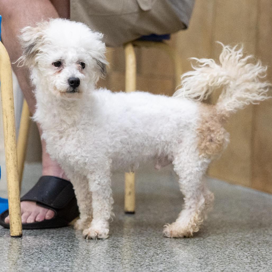 Enlarge Levi (2), a Adoptable mixed breed in Las Vegas, NV image 1/3