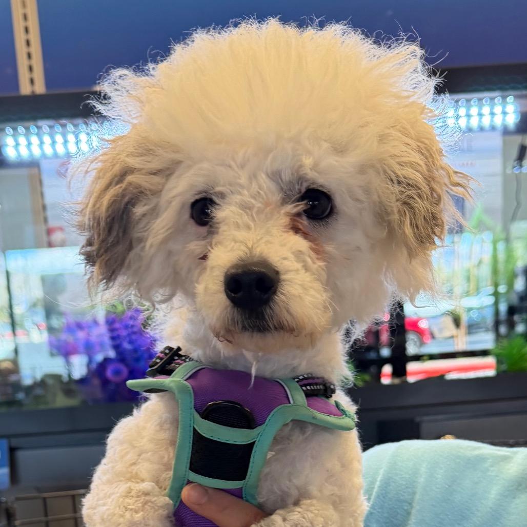 Enlarge Levi (2), a Adoptable mixed breed in Las Vegas, NV image 2/3