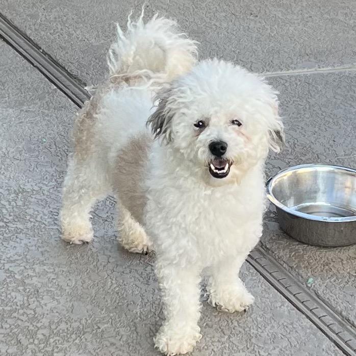 Enlarge Levi (2), a Adoptable mixed breed in Las Vegas, NV image 4/5