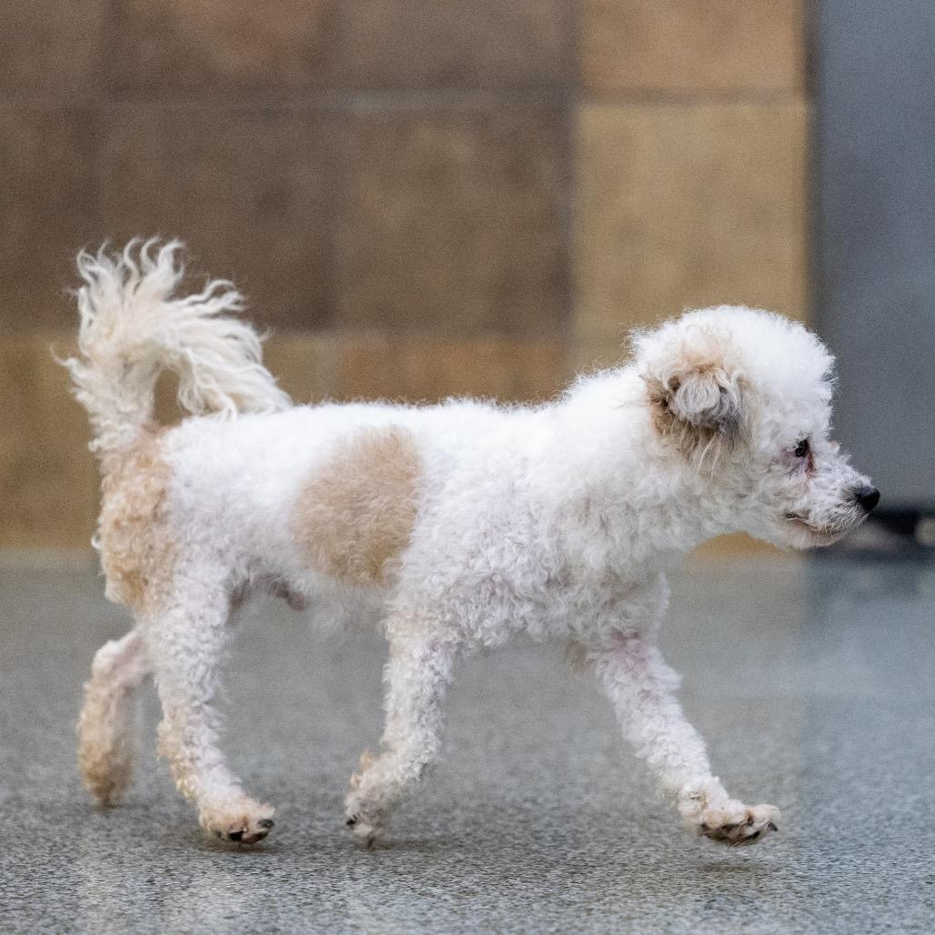 Enlarge Levi (2), a Adoptable mixed breed in Las Vegas, NV image 3/3